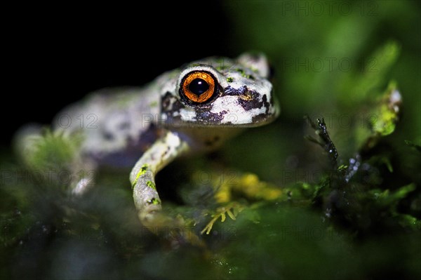 Tree Frog