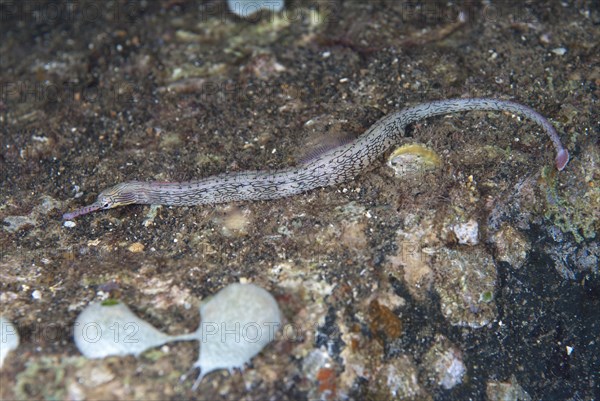 Lying pipefish