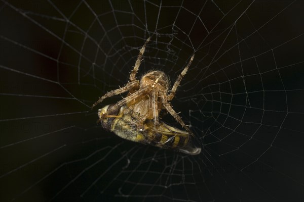 Adult european garden spider