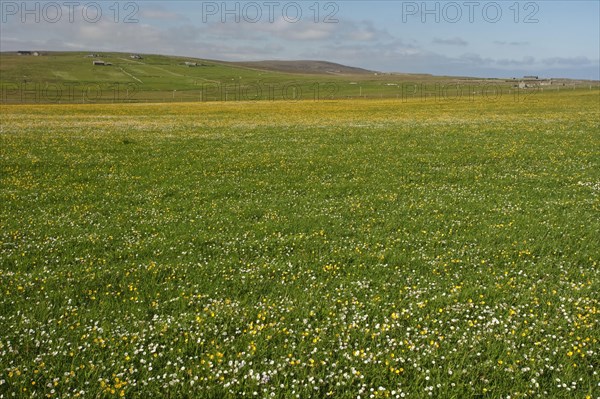View of a meadow with wild flowers