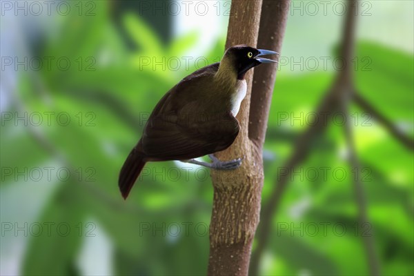 Lesser Bird of Paradise