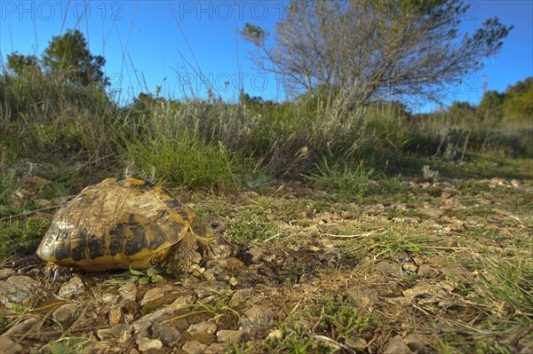 Greek tortoise