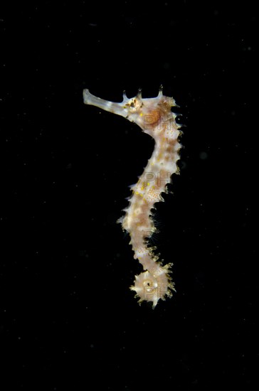Spiny seahorse