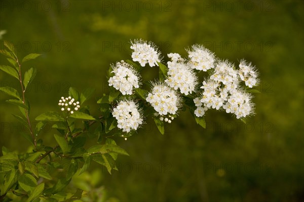 Elm-leaved elm-leaved spirea