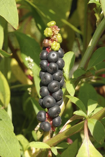 Kermesberry