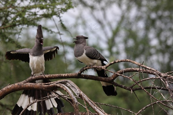 White-bellied Go-away Bird