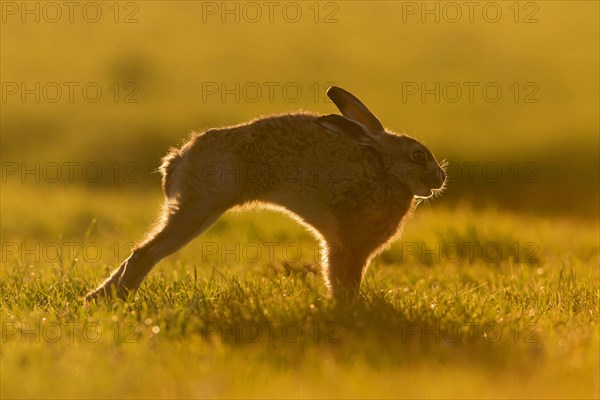European Hare
