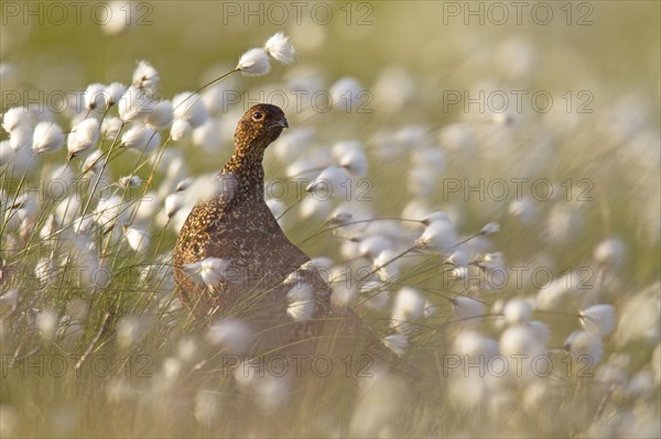 Red Grouse