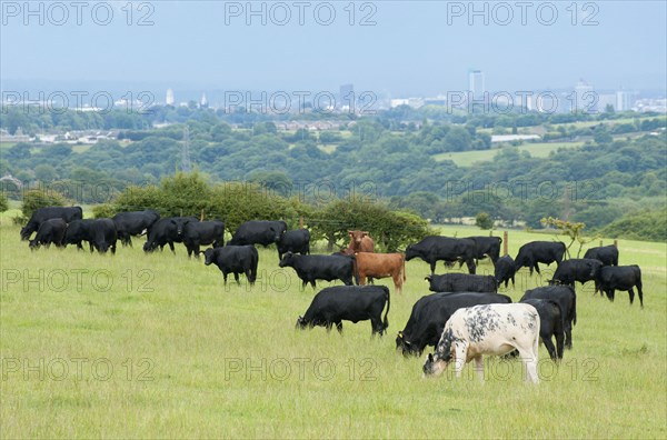 Domestic cattle