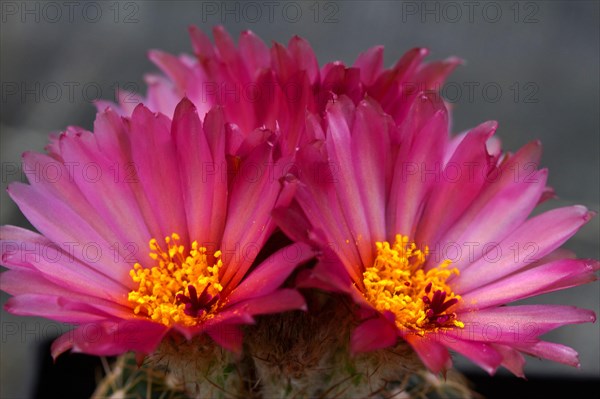 Parodia uebelmannianus