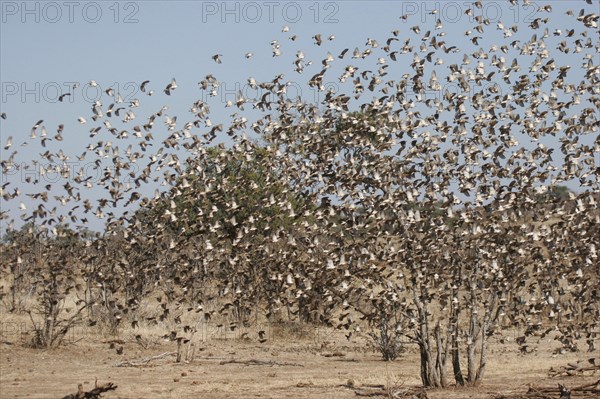 Red-billed quelea