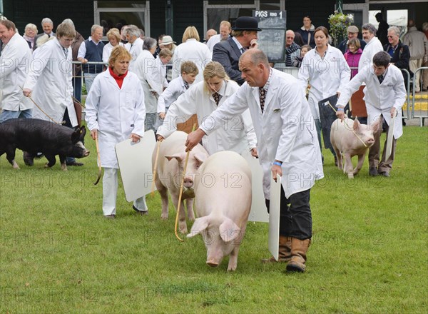 Domestic Pig