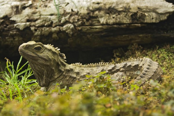 Bridge Lizard