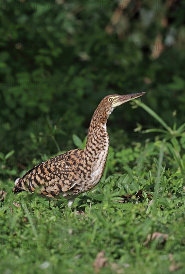 Red-winged Tiger Heron