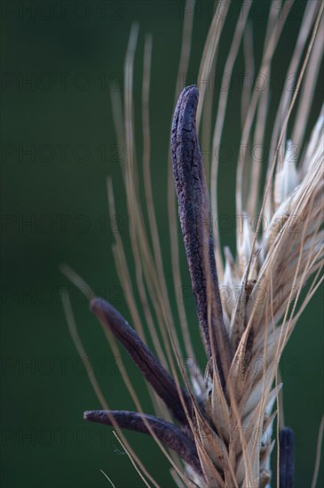 Ergot fungus