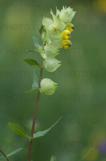 (Melampyrum arvense)
