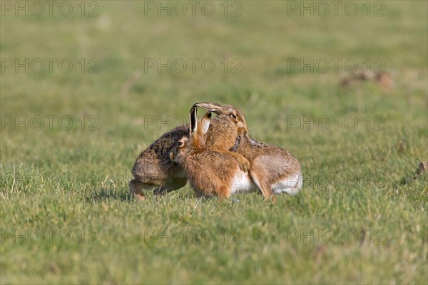 European Hare