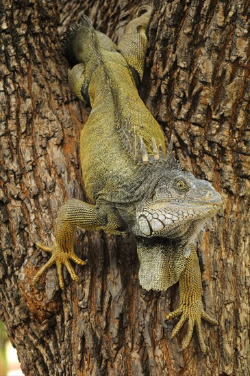 Green iguana