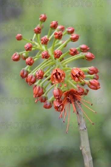 Flower of natal bottlebrush