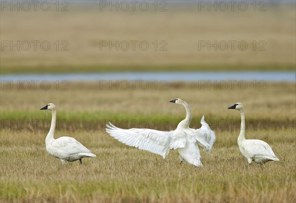 Tundra Swan