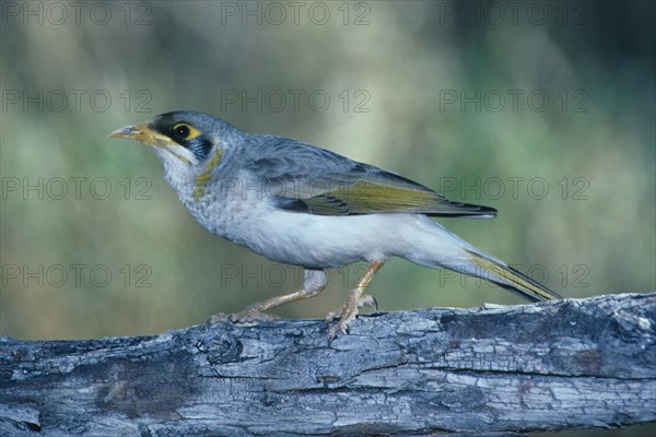 Yellow-fronted Miner
