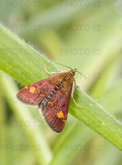 Mint moth