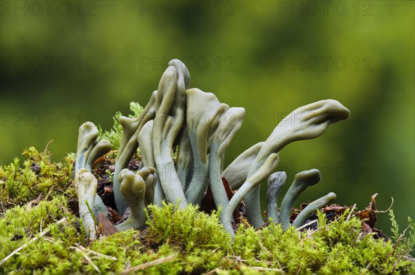 Green Earth Tongue