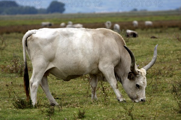 Hungarian grey cattle