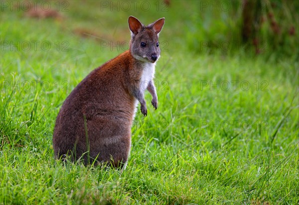 Red-necked Pademelon