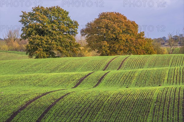 View of arable farmland with mature trees in undulating field