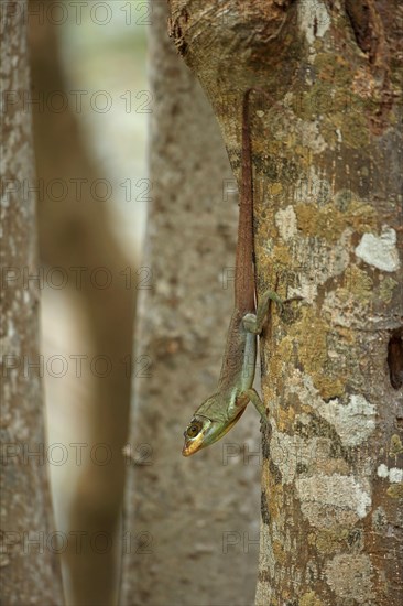 Richard's Anole