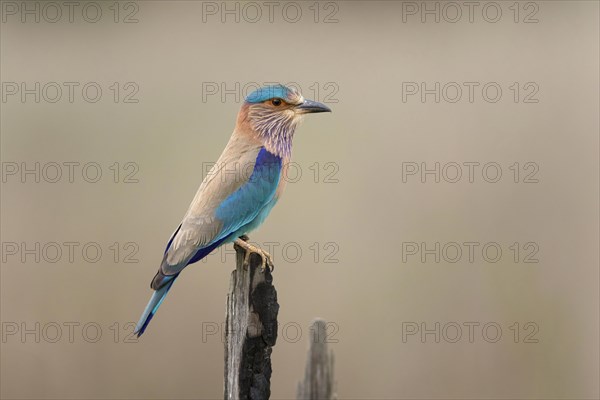 Indian indian roller