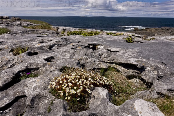 Irish Saxifrage