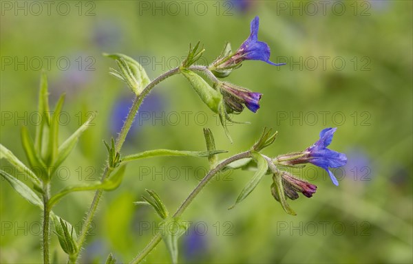 Purple Gromwell