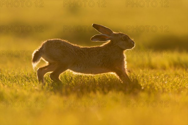 European Hare