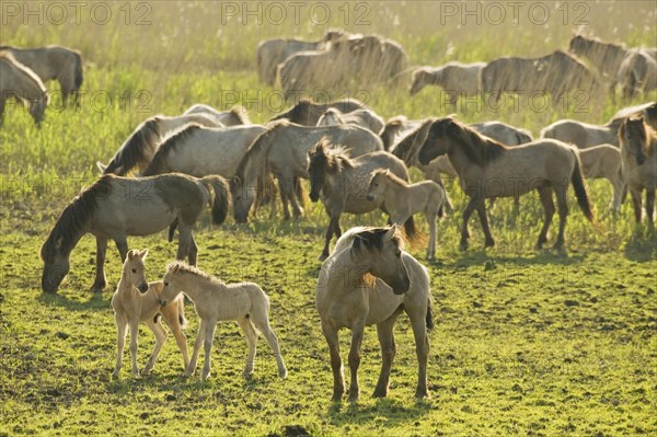 Konik domestic stallion
