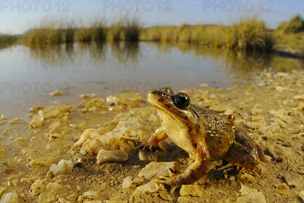 Painted frog