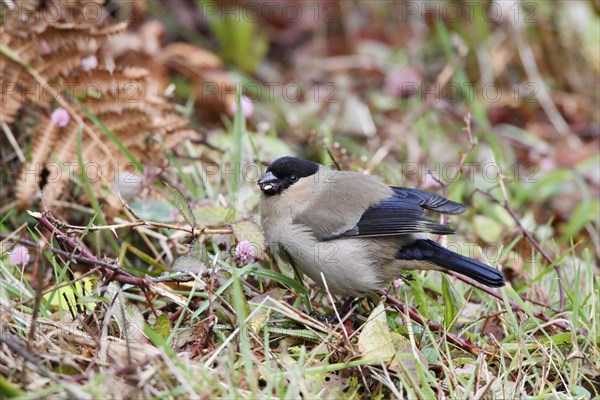 Azores Bullfinch