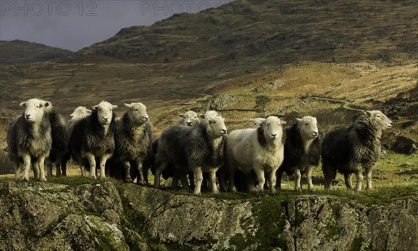 Domestic Sheep
