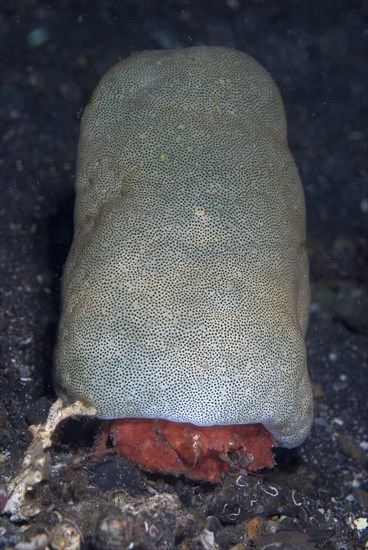 Adult sponge crab