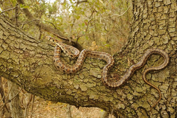 Coluber leopardinensis