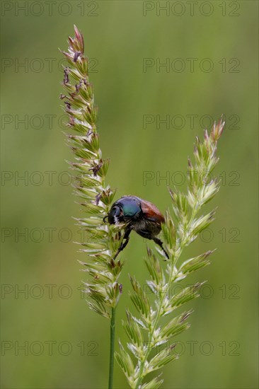 Garden Chafer