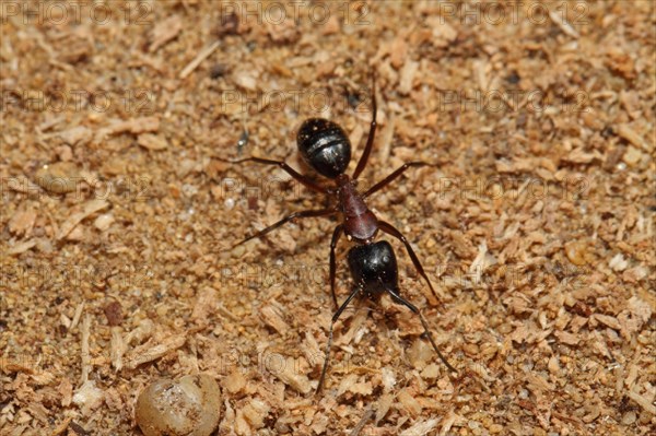Black horse ant