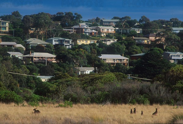 Eastern Grey Giant Kangaroo