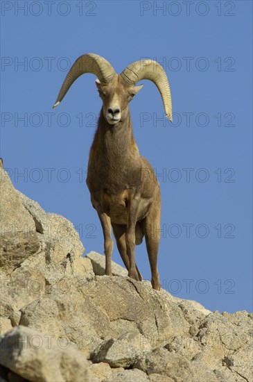 Bighorn Sheep