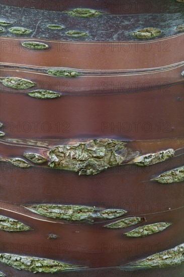 Tibetan cherry