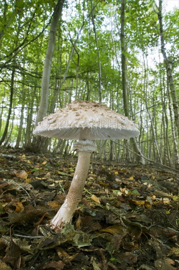 Shaggy shaggy parasol