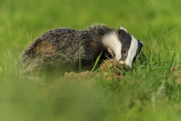 Eurasian Badger
