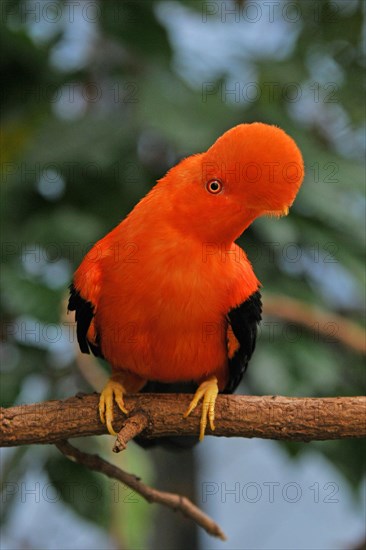 Andean Rock Cock