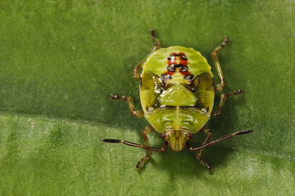 Birch shieldbugs